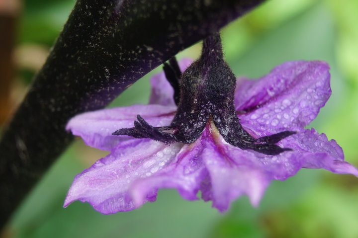 【茄花紫紫摄影图片】小菜园生态摄影