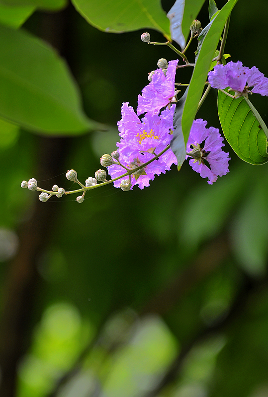 湿地公园紫薇花