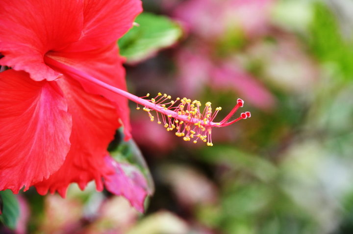 花的雄蕊·雌蕊