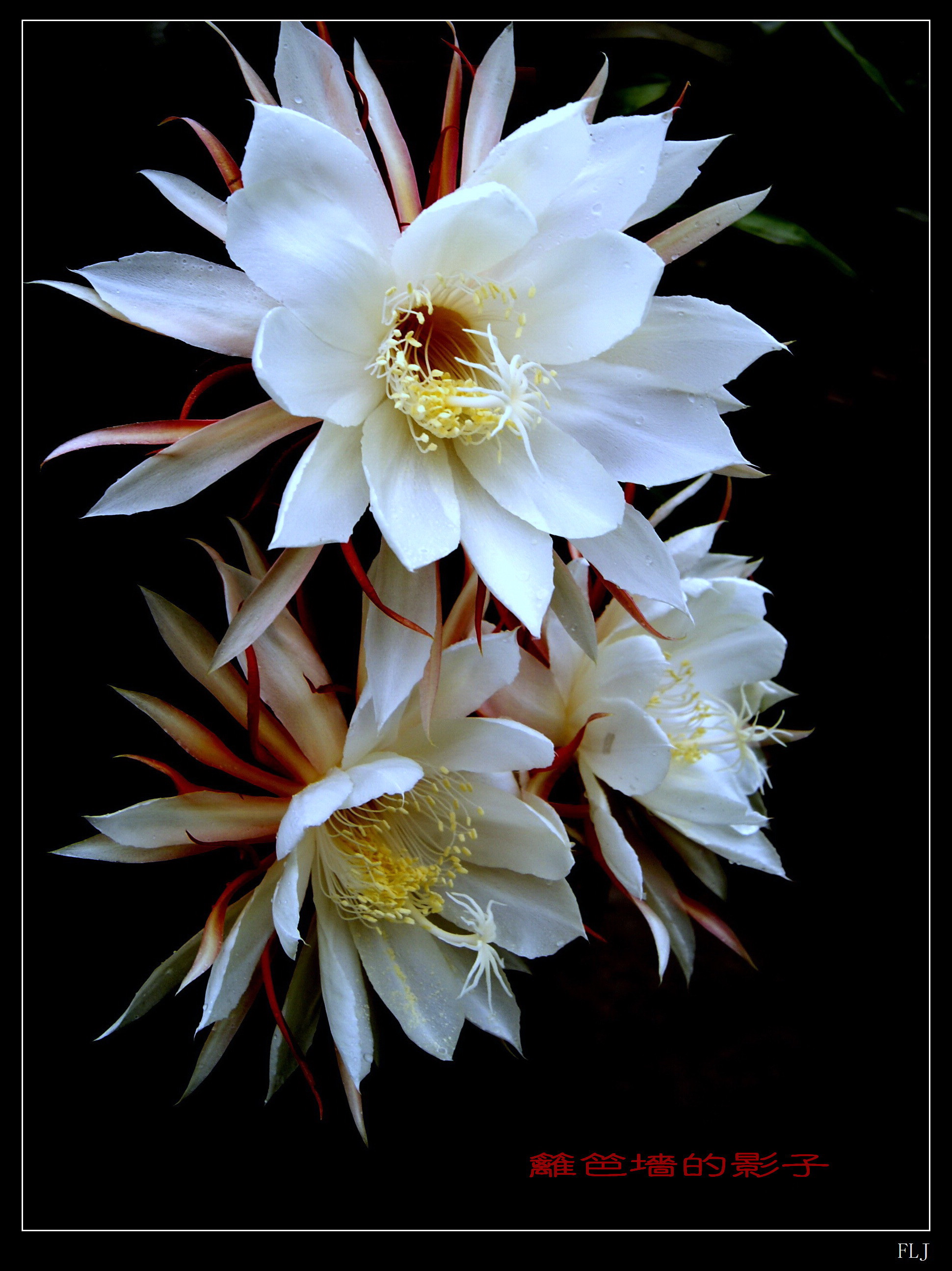 【昙花年年开摄影图片】自家屋顶花园生态摄影_影子