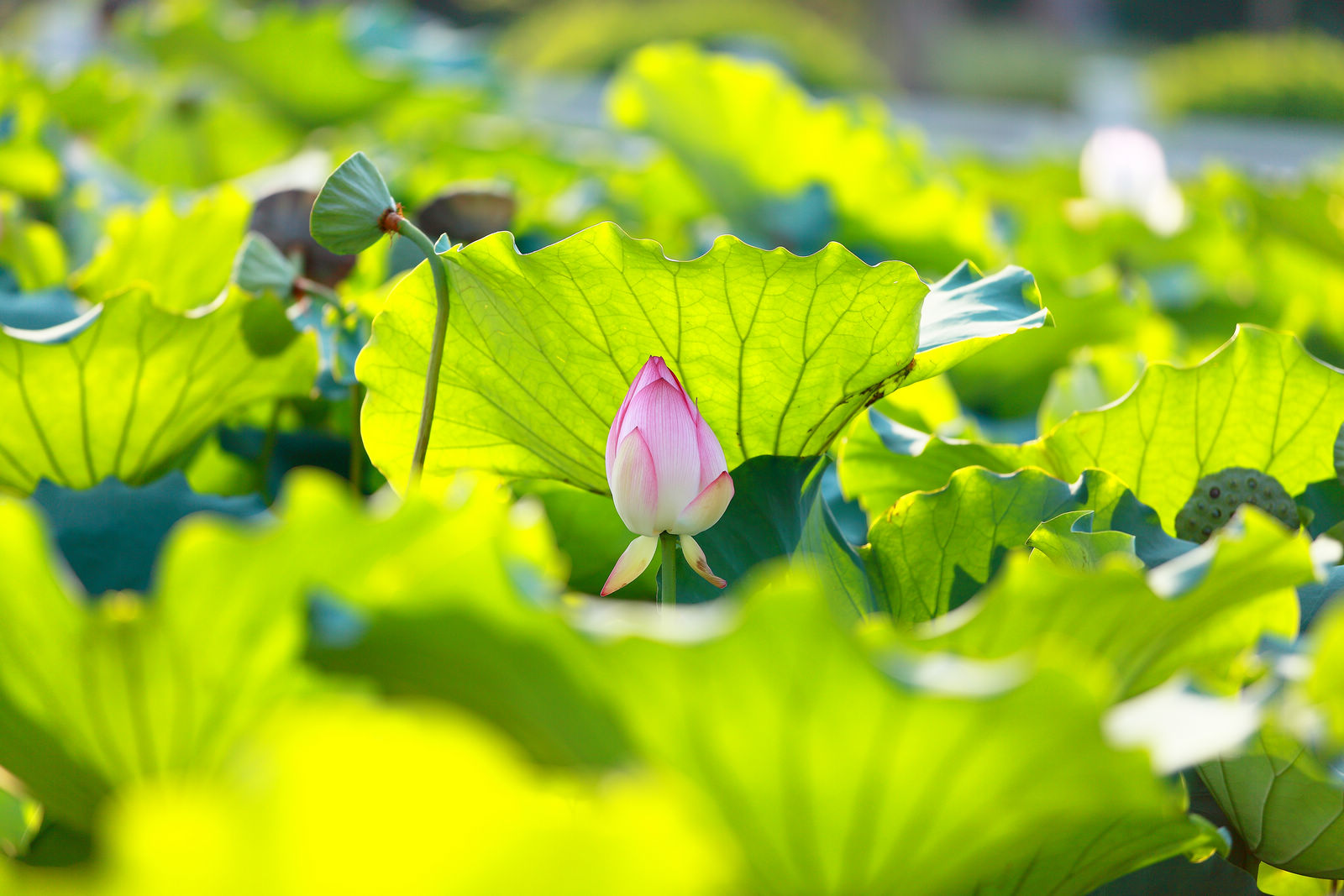 【金色荷花摄影图片】花都纪实摄影_骑摄_太平洋电脑网摄影部落