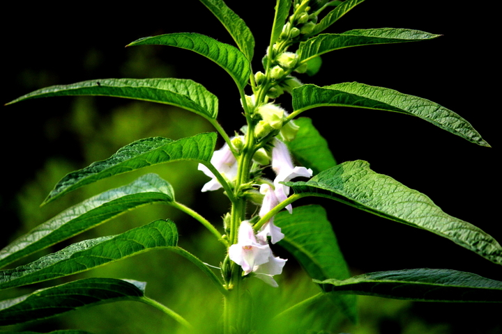 芝麻开花节节高 (共p)