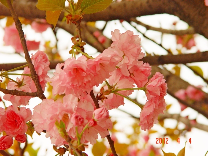 海棠花,樱花,桃花