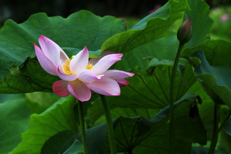 十里河滩之河花