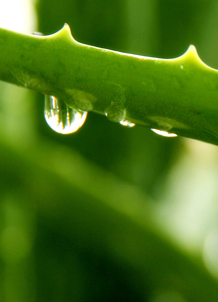 【雨后的芦荟摄影图片】自家阳台生态摄影_shanshan_太平洋电脑网摄影部落
