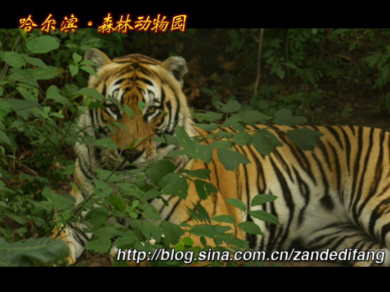 哈尔滨森林动物园 老虎