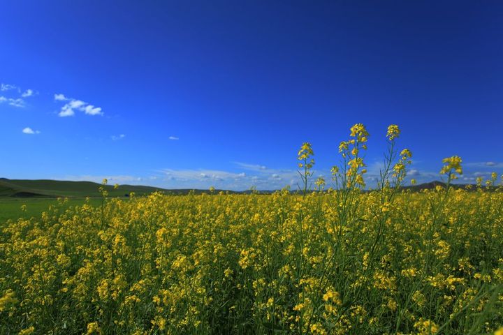 【锡林郭勒草原盛开油菜花摄影图片】草原风光