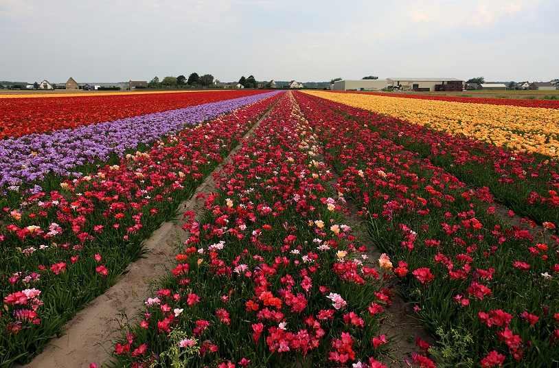 【西欧游荷兰花卉照摄影图片】西欧十一国风光