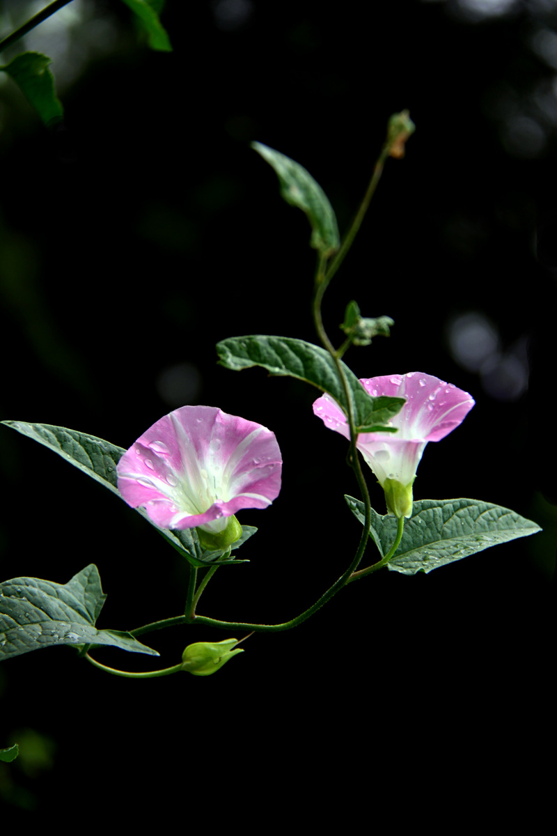 牵牛花