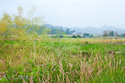 田园小景