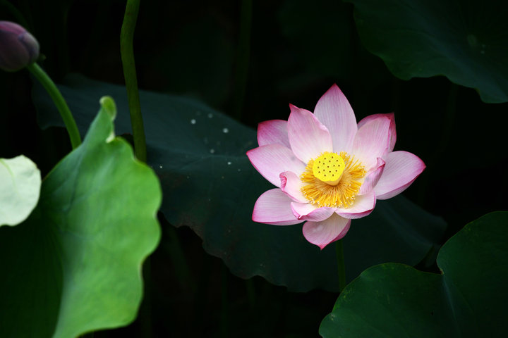 【暴雨前的荷花摄影图片】濮阳新蕾公园生态摄