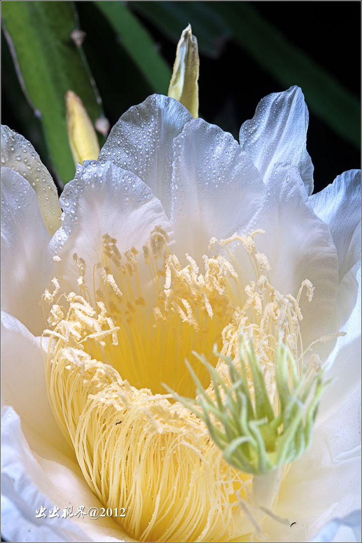 【昙花一现的火龙果花摄影图片】广州从化生态