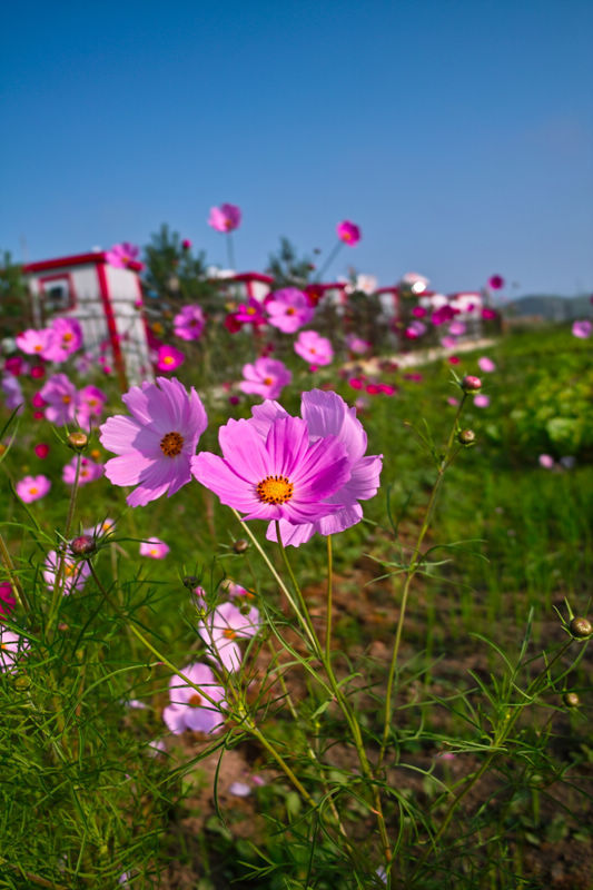 克什克腾大草原上的八角梅花 sigma dp1作品