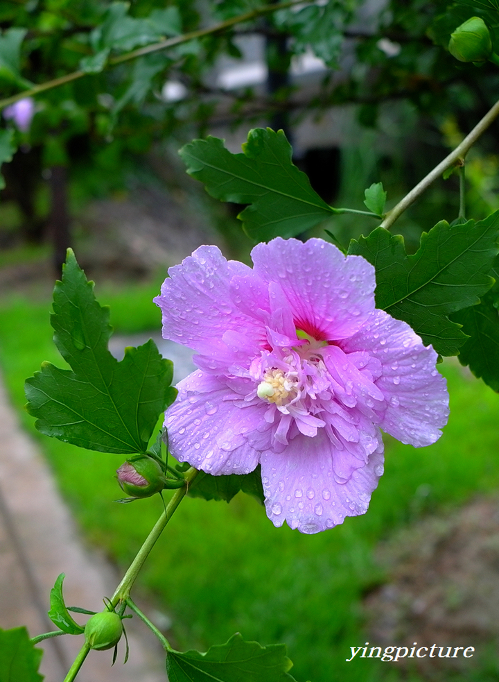 雨中花