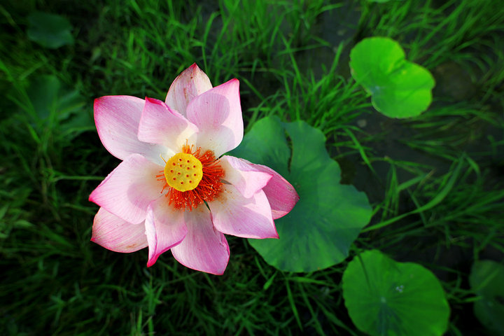 【《莲花荷》摄影图片】莲花荷花园生态摄影_