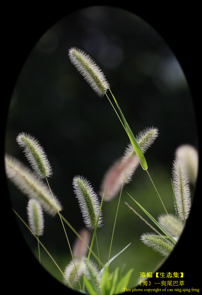 狗尾巴草