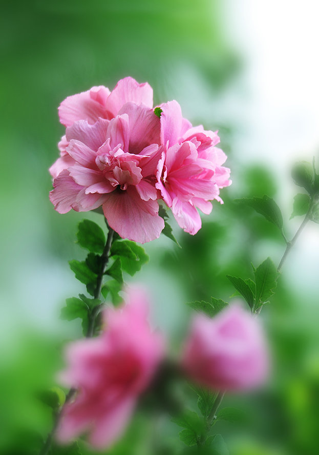 木槿花