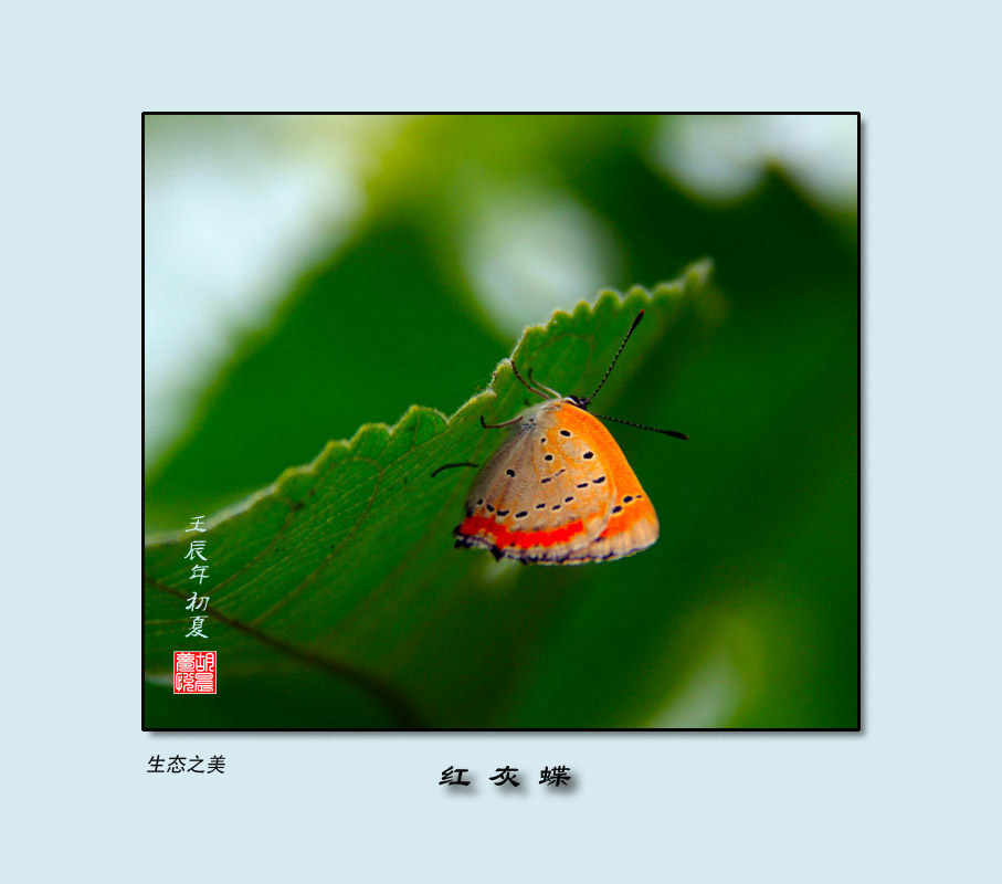 昆虫(5)红灰蝶