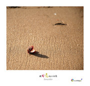 【海边-捡贝壳的小女孩摄影图片】温州纪实摄