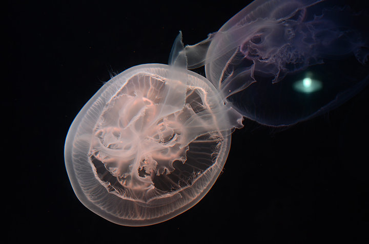 【水母摄影图片】大连极地海洋馆生态摄影