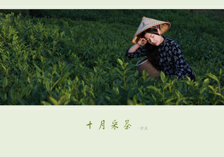 【十月采茶摄影图片】江苏溧阳人像摄影