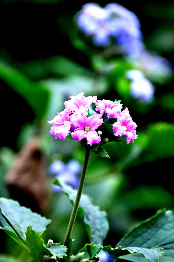 山间那些野花