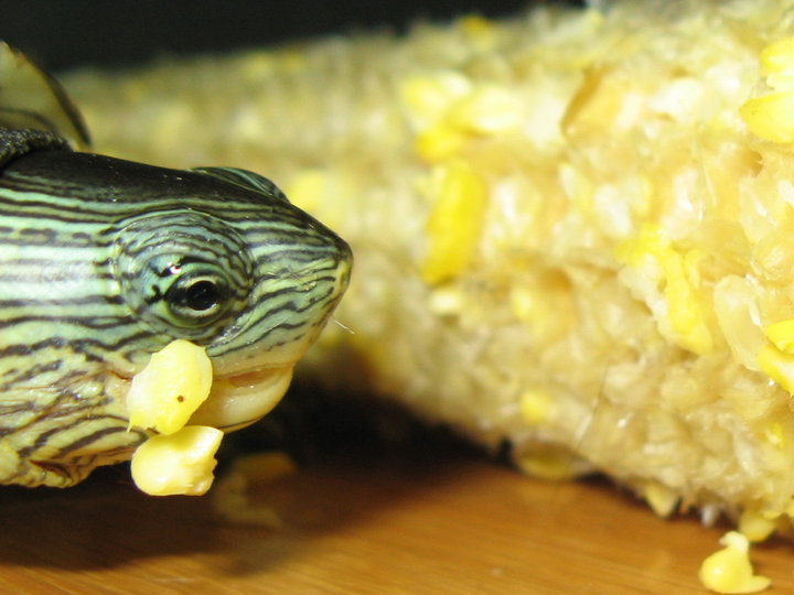 乌龟吃玉米