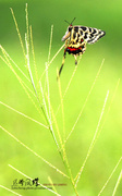 奇妙的昆虫世界（68）丝带凤蝶
