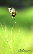 奇妙的昆虫世界（68）丝带凤蝶