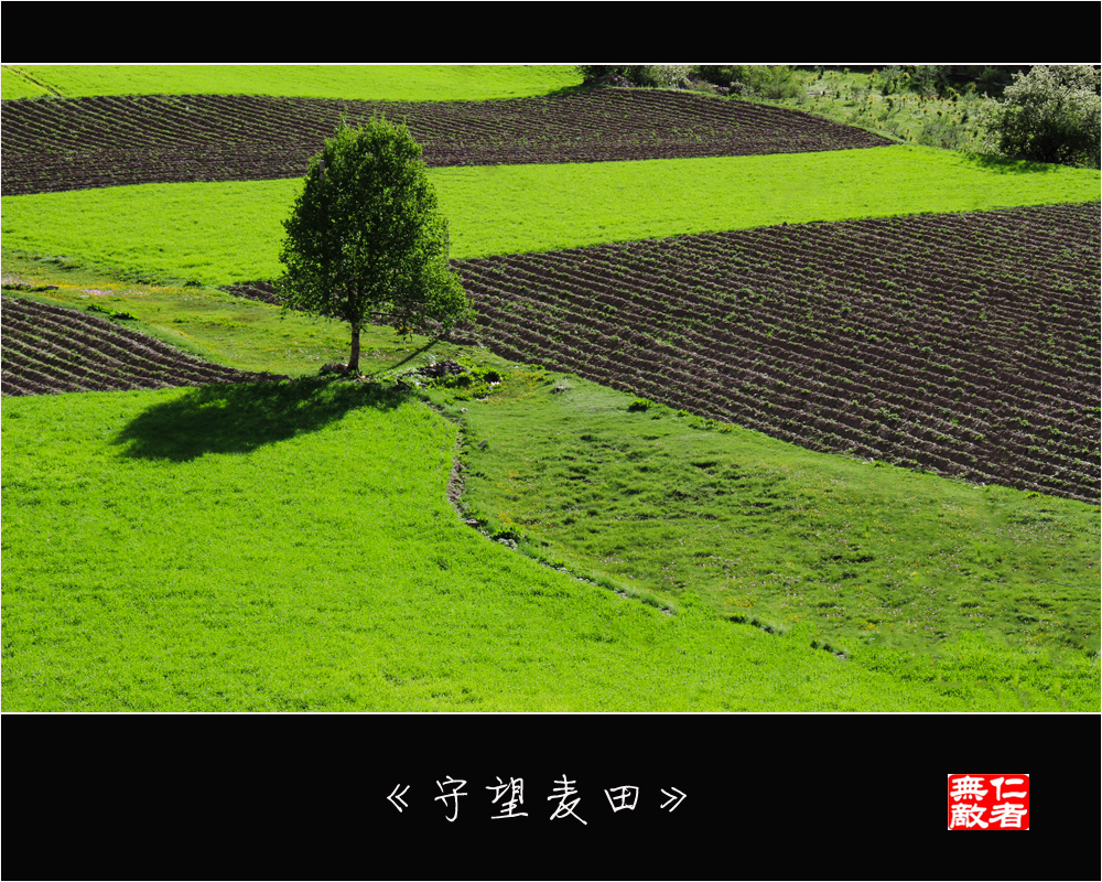 守望麦田