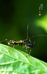 下一组 奇妙的昆虫世界（69）勐腊春扑食记