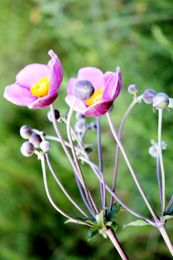 野棉花