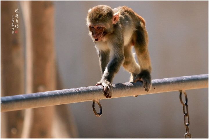 【动物园里的猴子悠然自得慢生活摄影图片】西