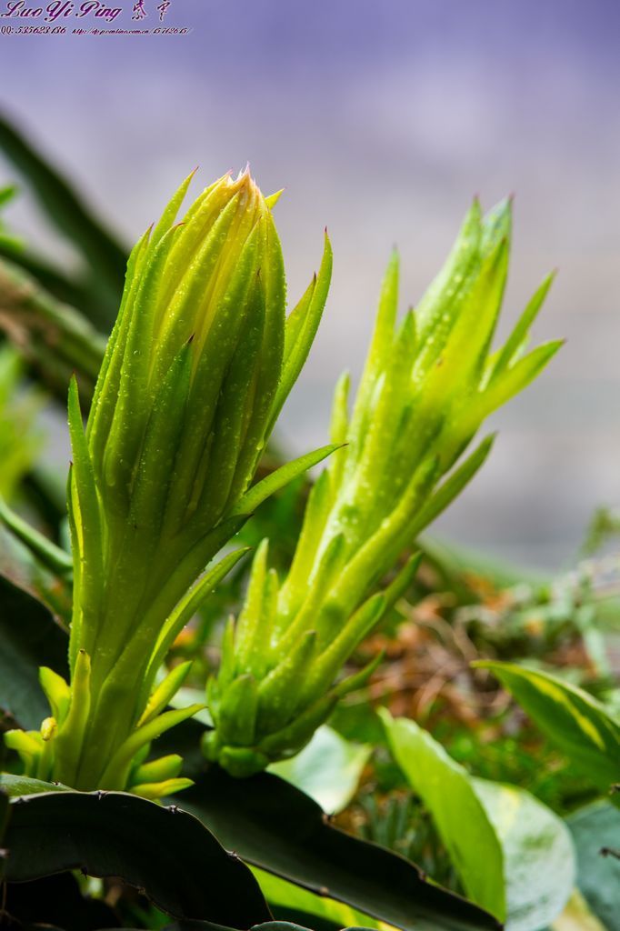 剑花(霸王花)