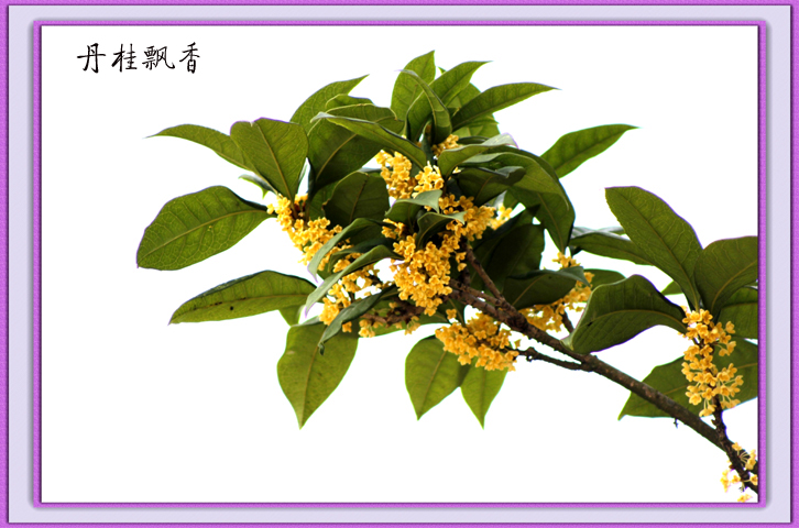 八月桂花香