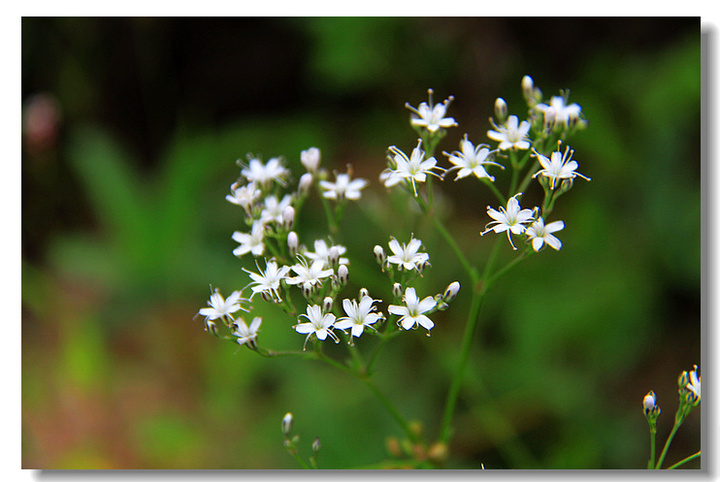 美丽的山花