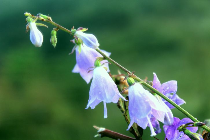 苦参花(中草药)