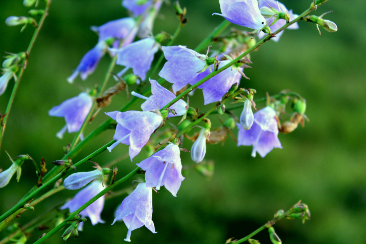 苦参花(中草药)