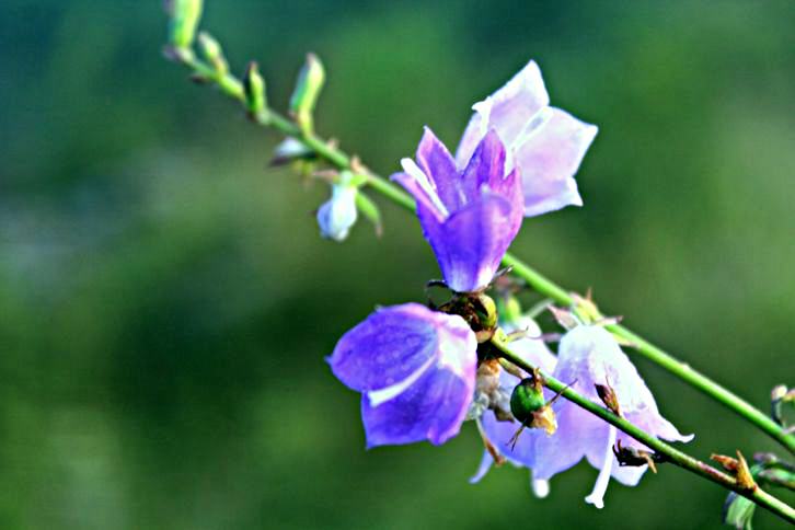 苦参花(中草药)