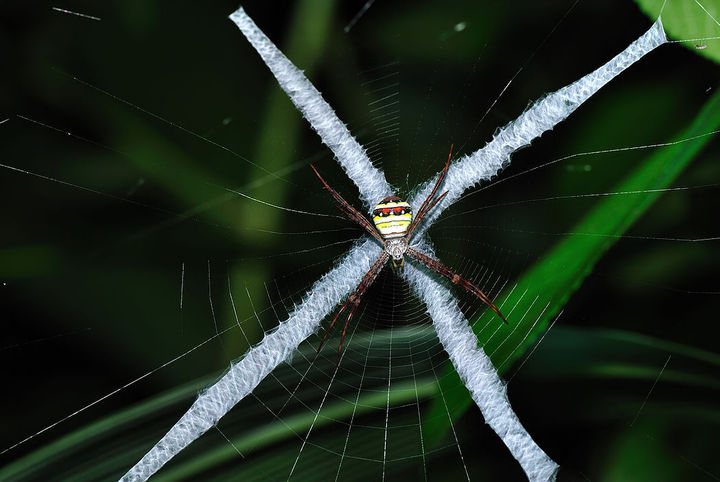 【寻虫记--横纹金蛛摄影图片】野外丛林生态摄