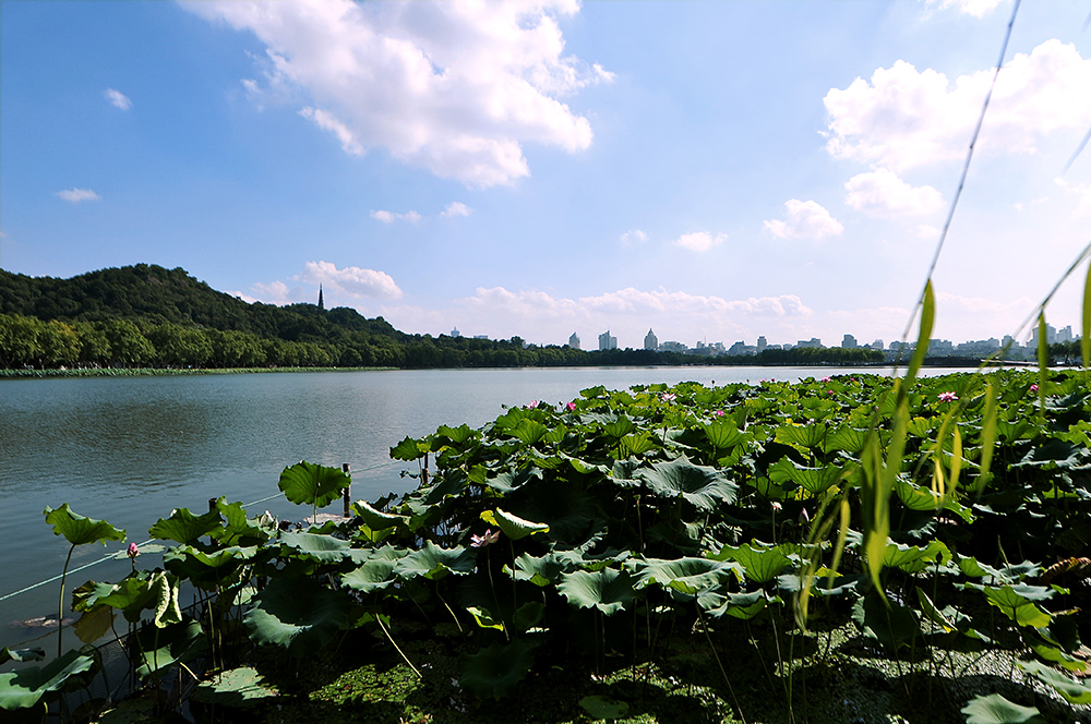 西湖的早晨