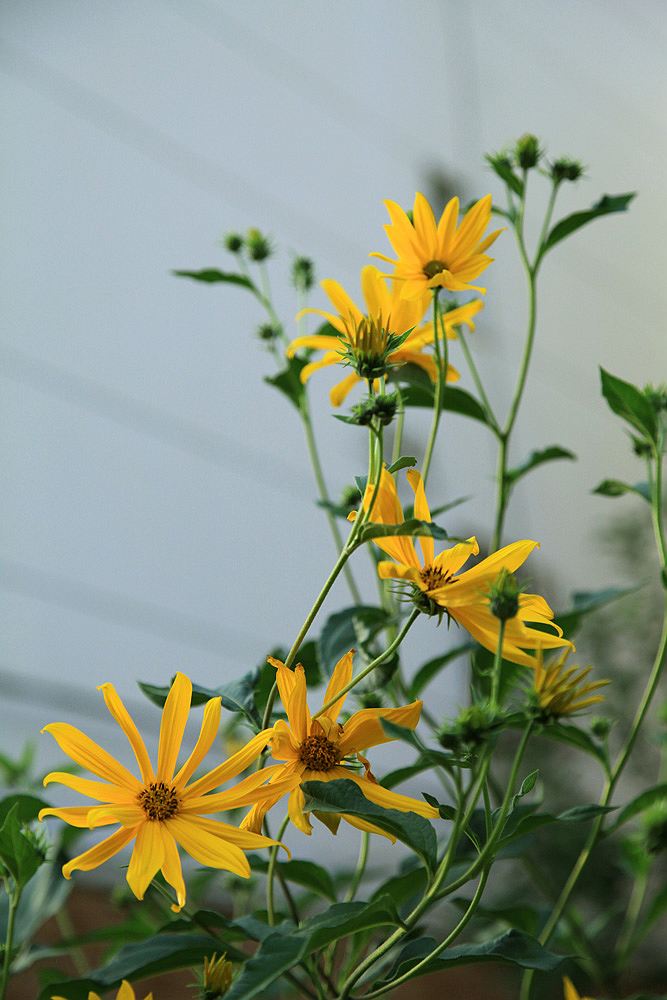 小区的黄花