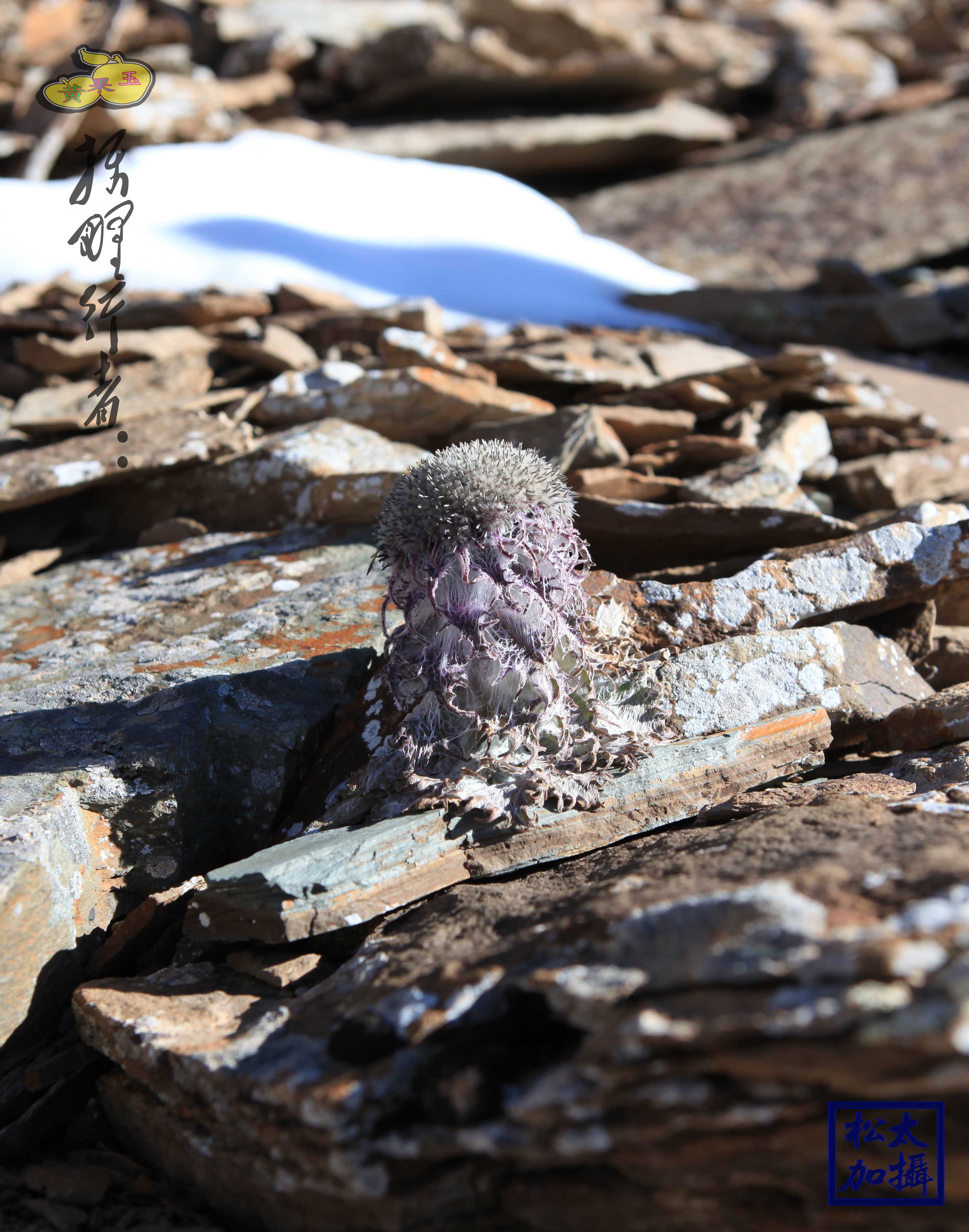 【雪莲花摄影图片】青海省果洛地区纪实摄影_摄野行者