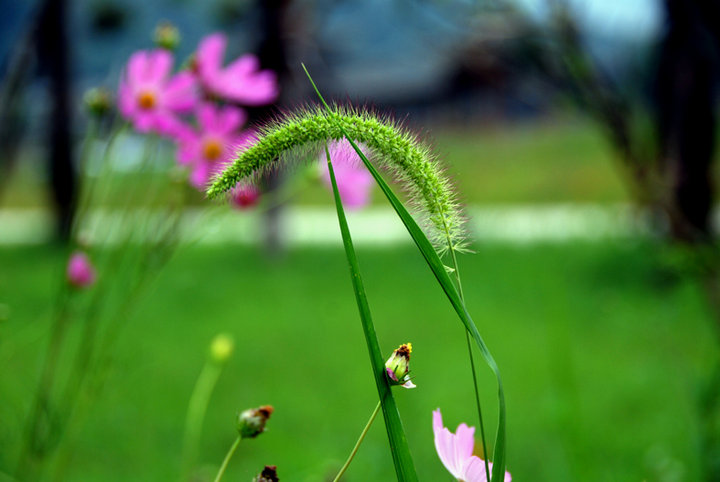 野花野草