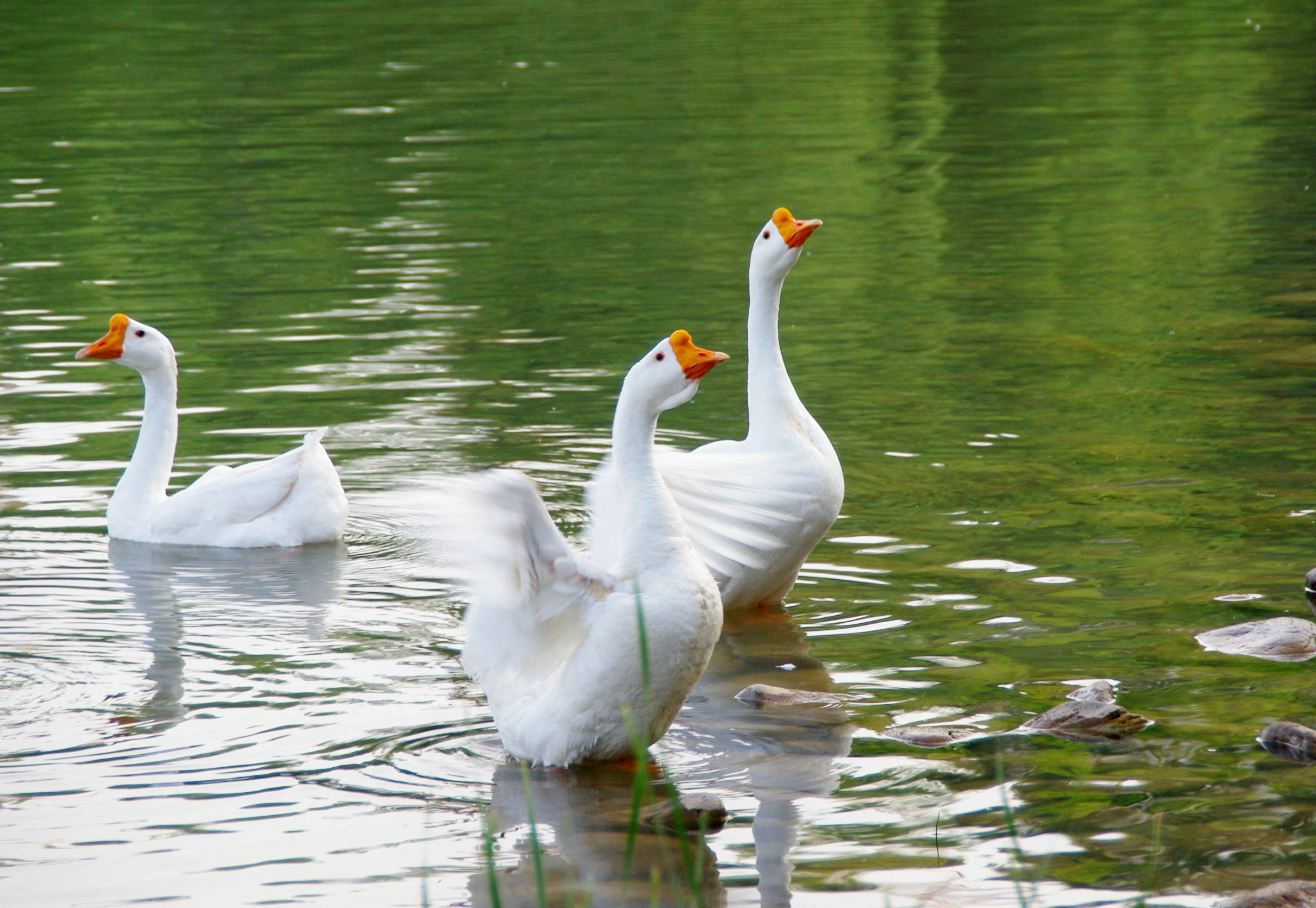 吉林夏季避暑好去处 北湖湿地公园旅游攻略 免费语音导游|北湖|湿地公园|旅游攻略_新浪新闻