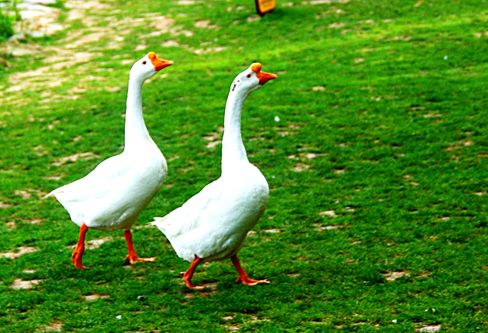 两只白鹅在绿色的草坪上吃草照片摄影图片_ID:375980300-Veer图库