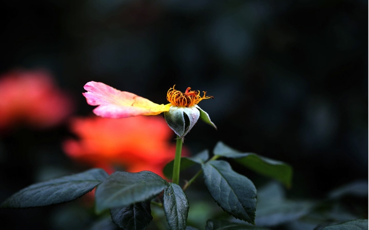 赏残花