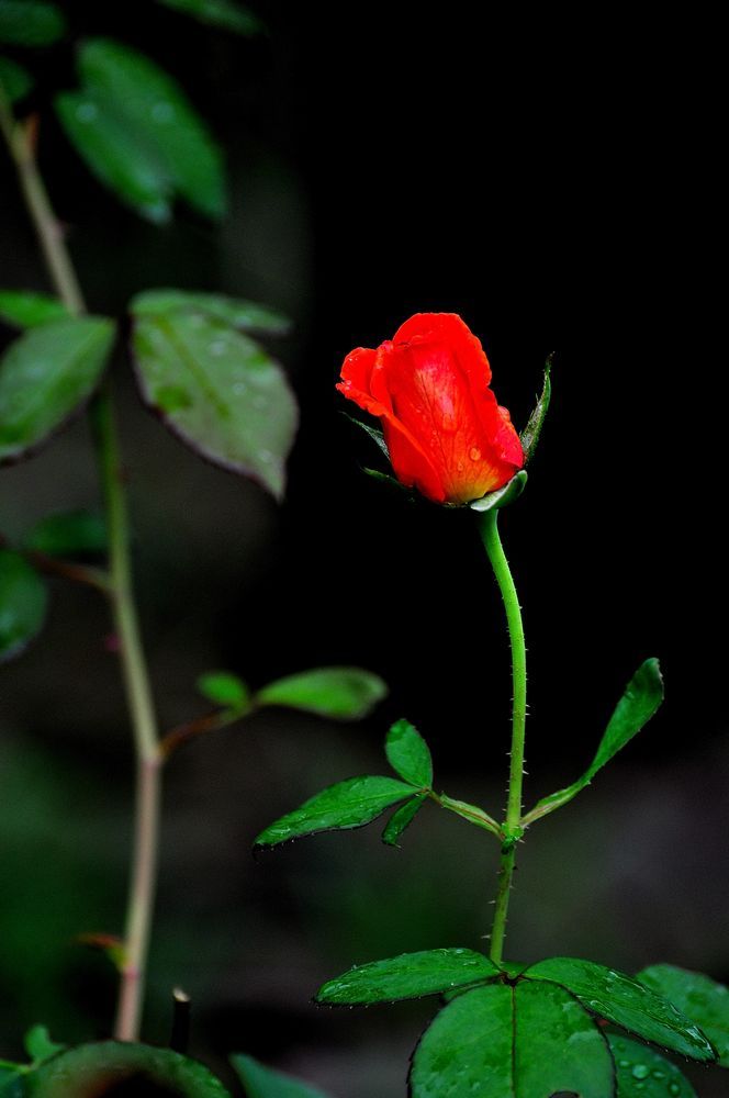 【雨夜中的玫瑰摄影图片】花园口湿地公园生态