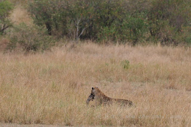 肯尼亚,动物世界(三)--狮子、豹、斑鬣狗 - 尼康