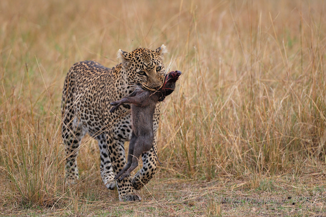【肯尼亚,动物世界(三)--狮子、豹、斑鬣狗摄影
